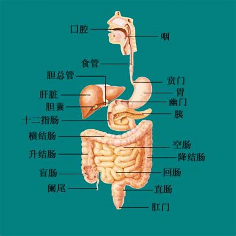 人的胃在哪裡|胃在人体的分布和位置？